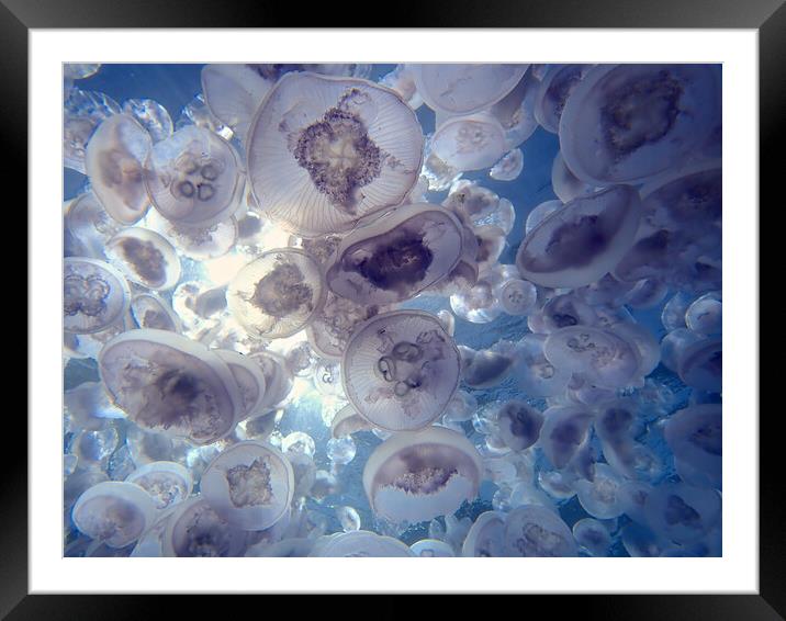 Jellyfish plume in sea Framed Mounted Print by mark humpage