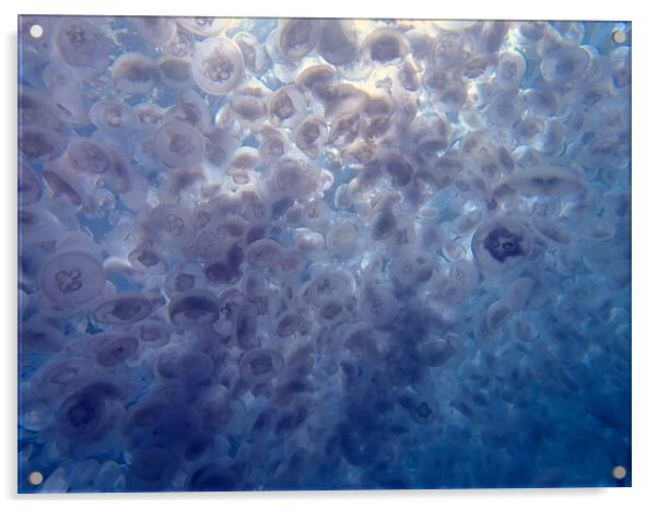 Jellyfish swimming in sea in Red Sea, Egypt Acrylic by mark humpage
