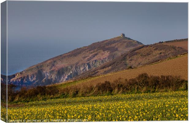 Daffodils on a spring morning at Rame Head Cornwall Canvas Print by Jim Peters