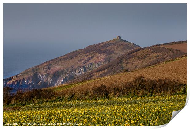 Daffodils on a spring morning at Rame Head Cornwall Print by Jim Peters