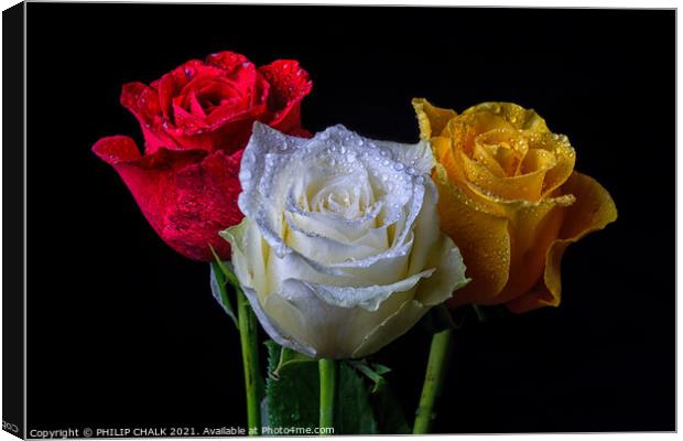 Three roses with water droplets 410 Canvas Print by PHILIP CHALK