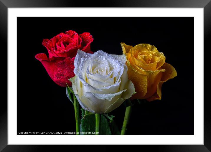 Three roses with water droplets 410 Framed Mounted Print by PHILIP CHALK