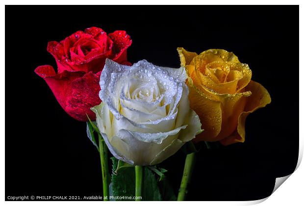 Three roses with water droplets 410 Print by PHILIP CHALK