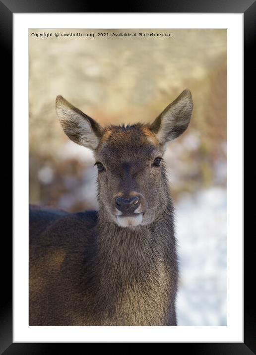 Red Deer Portrait Framed Mounted Print by rawshutterbug 
