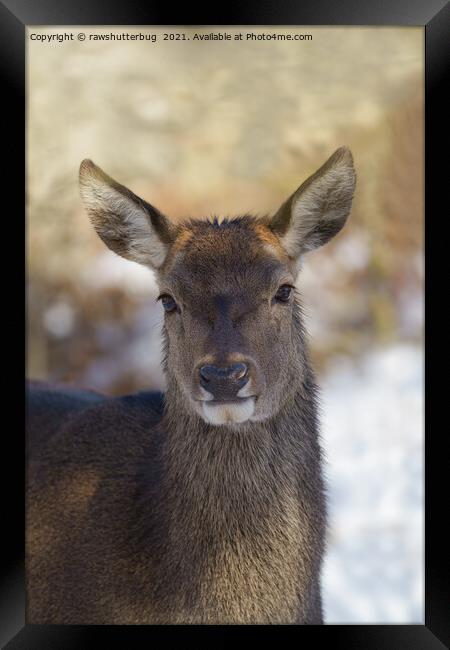 Red Deer Portrait Framed Print by rawshutterbug 
