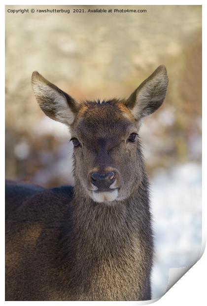Red Deer Portrait Print by rawshutterbug 