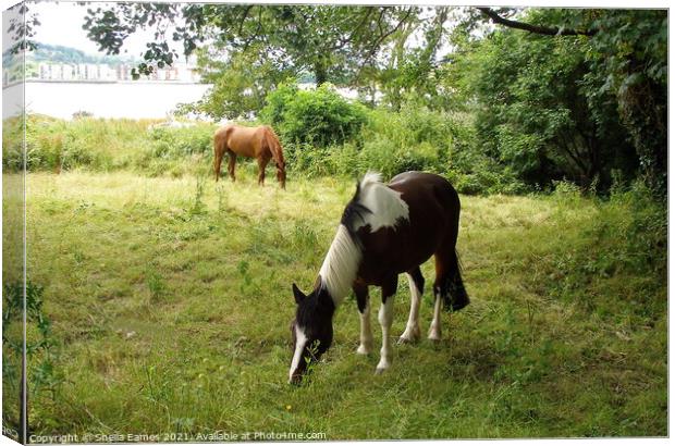 Horses grazing on Hop Island, Cork, Ireland Canvas Print by Sheila Eames