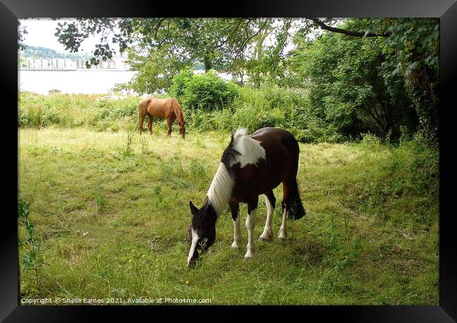 Horses grazing on Hop Island, Cork, Ireland Framed Print by Sheila Eames