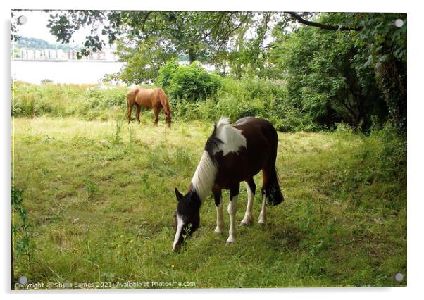 Horses grazing on Hop Island, Cork, Ireland Acrylic by Sheila Eames
