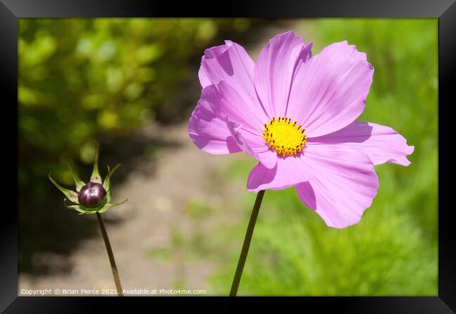 Purple Aster Framed Print by Brian Pierce