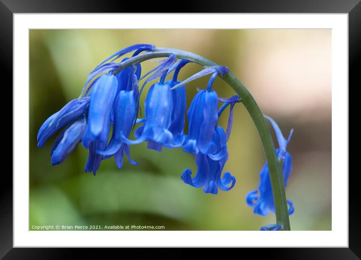 Bluebell Framed Mounted Print by Brian Pierce