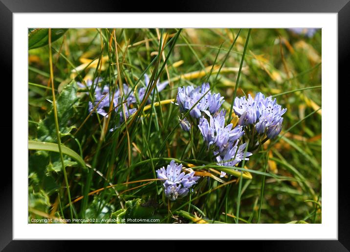 Cornish Squill Framed Mounted Print by Brian Pierce