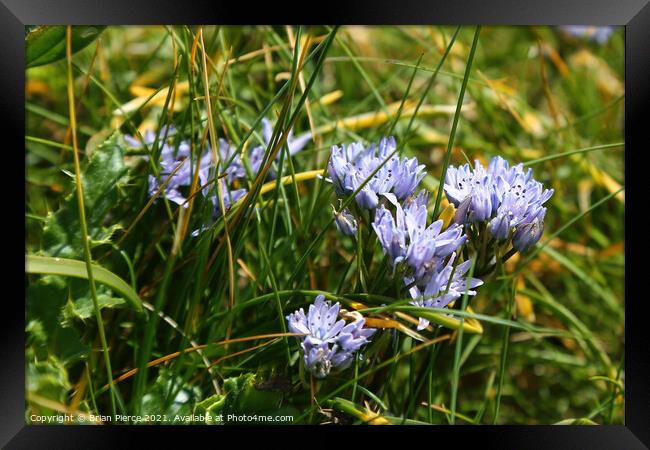Cornish Squill Framed Print by Brian Pierce