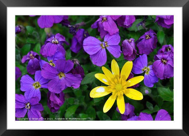 A Celandine among the Violets Framed Mounted Print by Brian Pierce