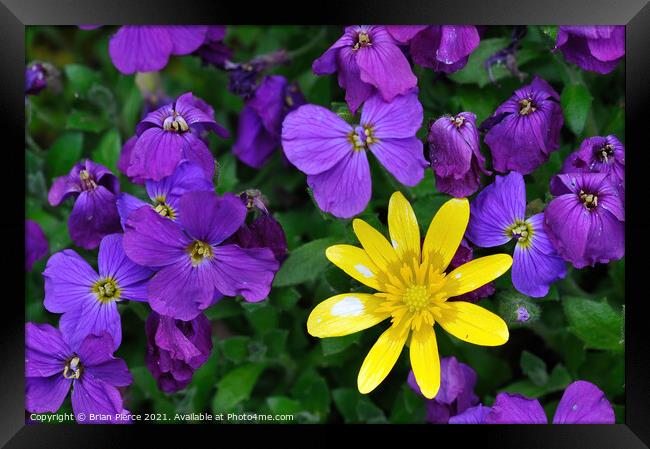 A Celandine among the Violets Framed Print by Brian Pierce