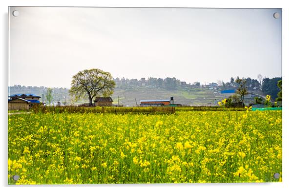 spring mustard framland Acrylic by Ambir Tolang
