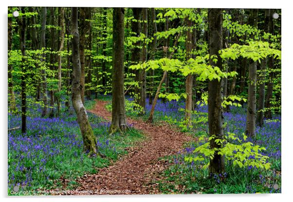 Idyllic Stroll Through Bluebell Wonderland Acrylic by Philip Veale