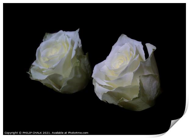 White rose reflection 411  Print by PHILIP CHALK
