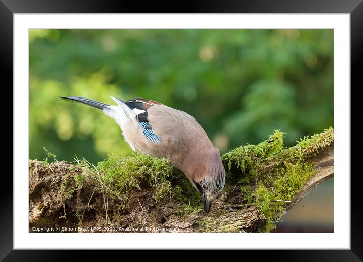 Colourful Jay bird feeding from a moss covered log Framed Mounted Print by Simon Bratt LRPS
