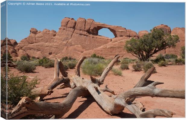 An arch, Tree and Scrub Canvas Print by Adrian Beese