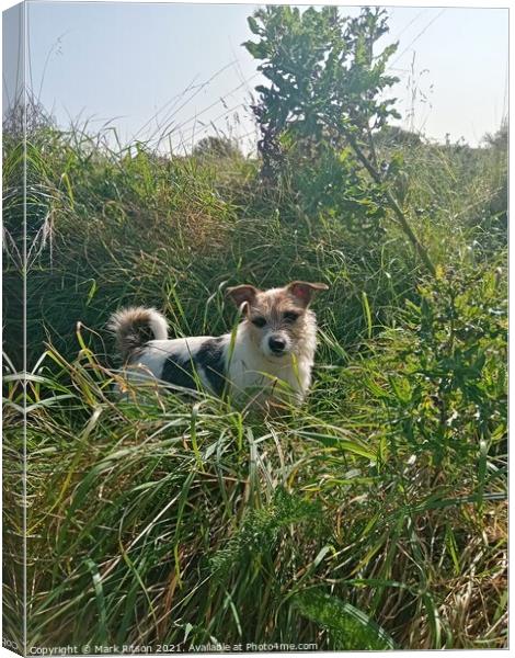 Jack Russell in grassy Woodland  Canvas Print by Mark Ritson