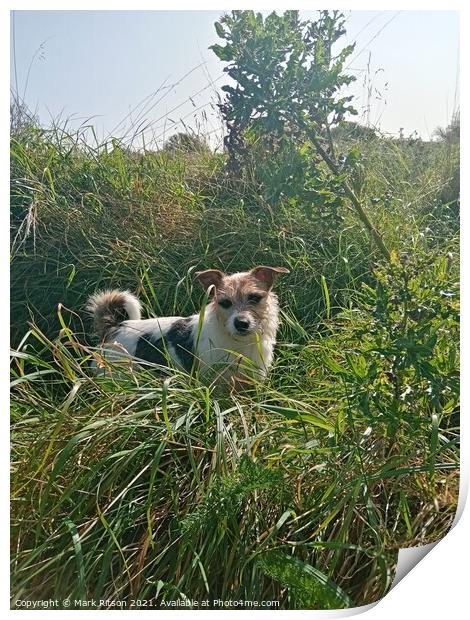 Jack Russell in grassy Woodland  Print by Mark Ritson