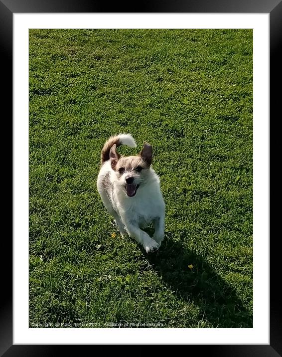Jack Russell  Framed Mounted Print by Mark Ritson