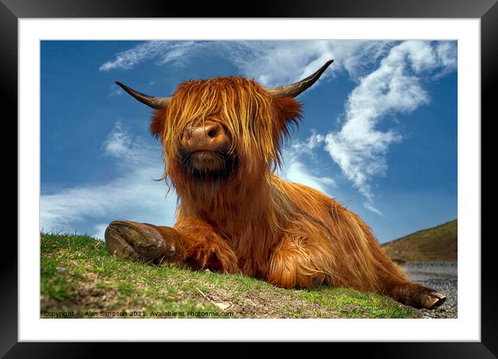 Highland Cow Framed Mounted Print by Alan Simpson