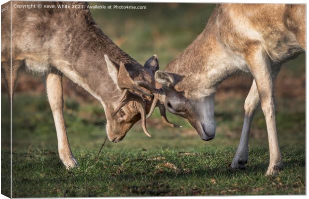 Fallow deer locking antlers Canvas Print by Kevin White