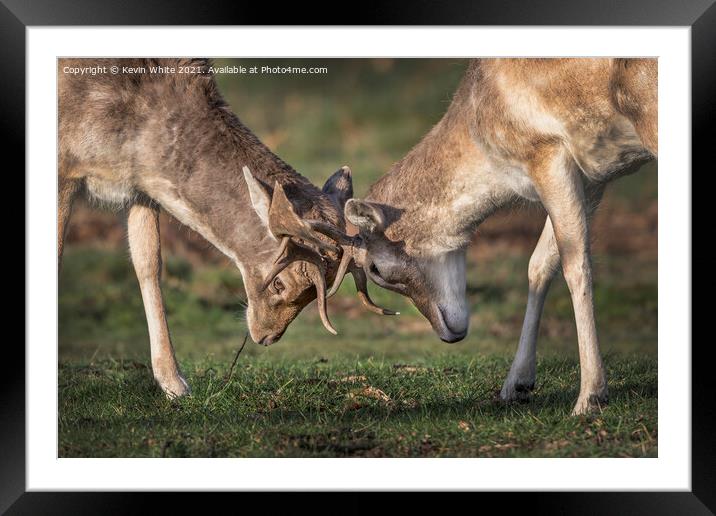 Fallow deer locking antlers Framed Mounted Print by Kevin White