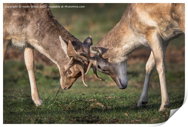 Fallow deer locking antlers Print by Kevin White