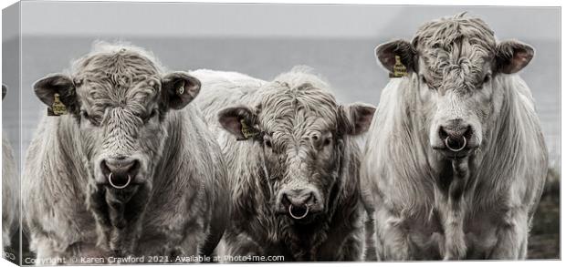 Three Cows Canvas Print by Karen Crawford