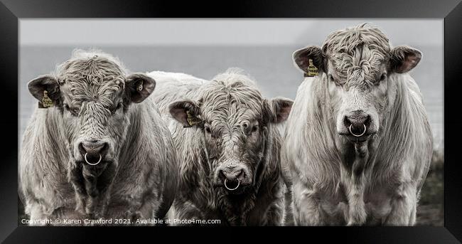 Three Cows Framed Print by Karen Crawford