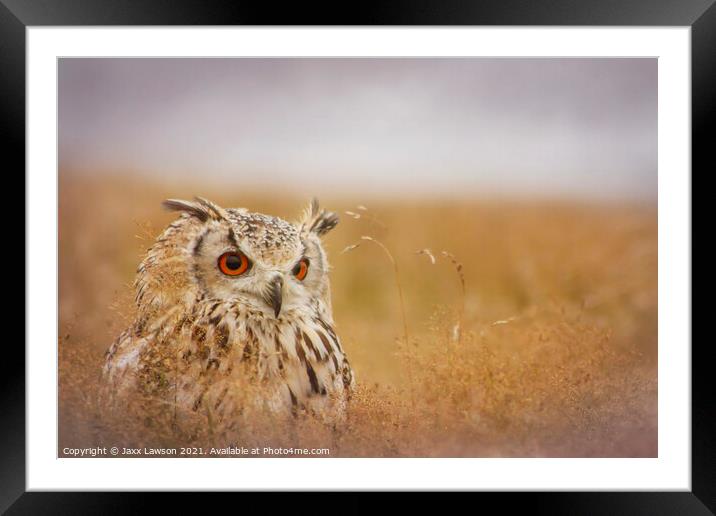 Bengal Eagle Owl Framed Mounted Print by Jaxx Lawson