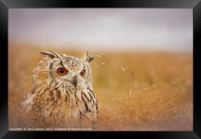 Bengal Eagle Owl Framed Print by Jaxx Lawson