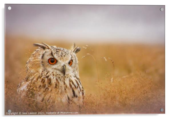 Bengal Eagle Owl Acrylic by Jaxx Lawson