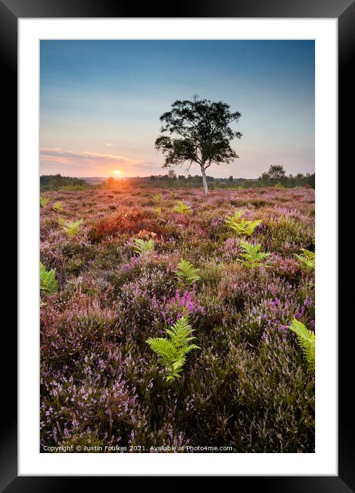 Heather and ferns, New Forest, Hampshire Framed Mounted Print by Justin Foulkes