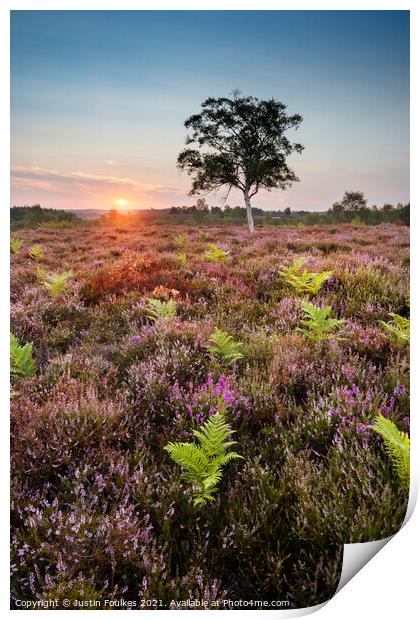 Heather and ferns, New Forest, Hampshire Print by Justin Foulkes