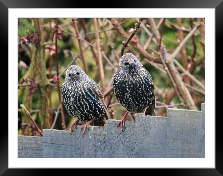 Starlings sitting on fence Framed Mounted Print by mark humpage
