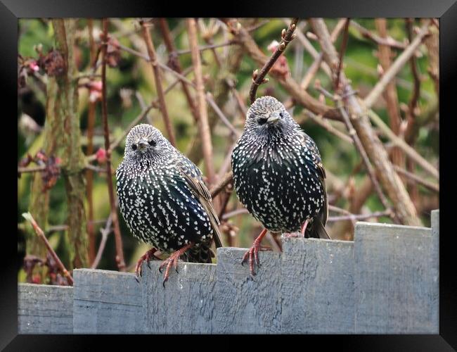 Starlings sitting on fence Framed Print by mark humpage