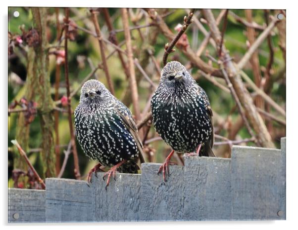Starlings sitting on fence Acrylic by mark humpage