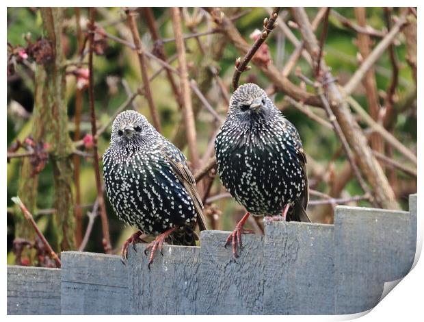 Starlings sitting on fence Print by mark humpage