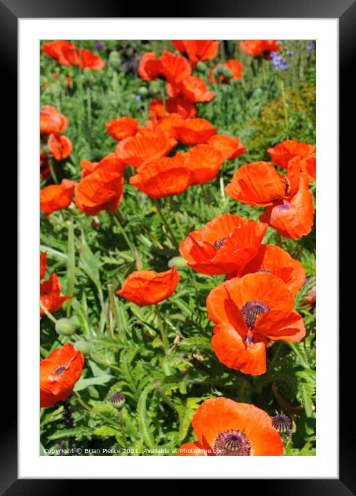 Poppies Framed Mounted Print by Brian Pierce