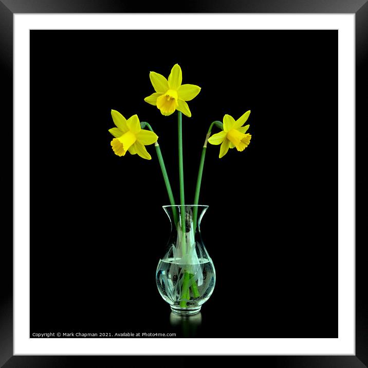 Three Daffodils in Vase Framed Mounted Print by Photimageon UK
