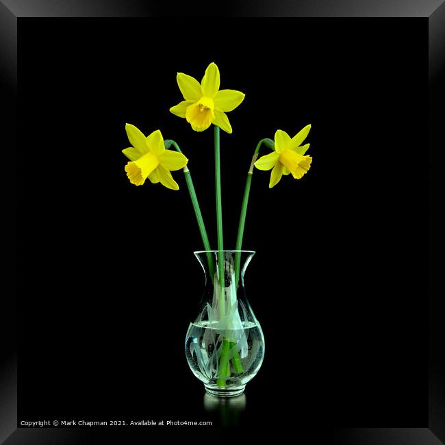 Three Daffodils in Vase Framed Print by Photimageon UK