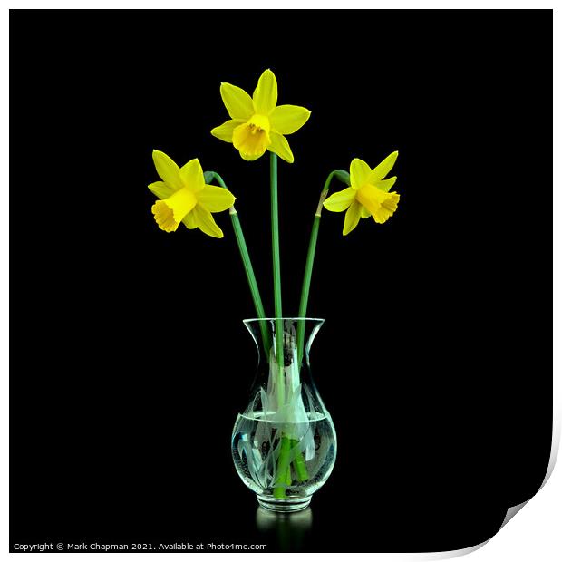 Three Daffodils in Vase Print by Photimageon UK