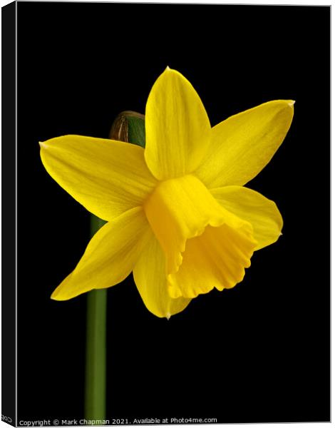 Single yellow daffodil flower Canvas Print by Photimageon UK