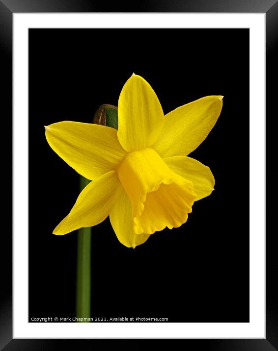 Single yellow daffodil flower Framed Mounted Print by Photimageon UK