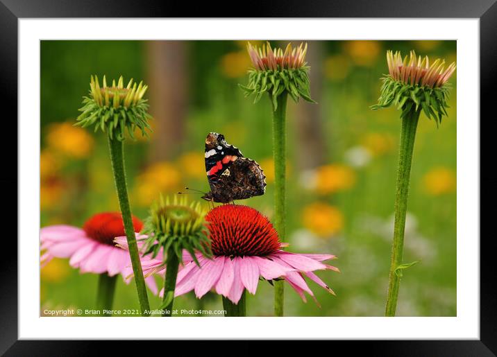 Red Admiral Butterfly on a Cone Flower Framed Mounted Print by Brian Pierce
