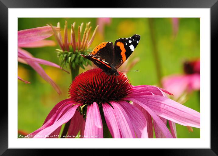 Red Admiral Butterfly on a Cone Flower Framed Mounted Print by Brian Pierce
